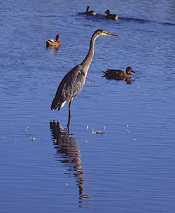 Blue heron by Damian Fagan